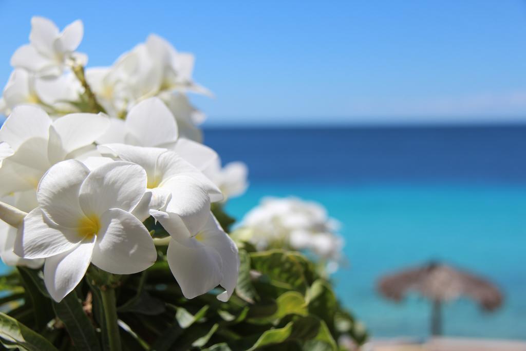 Bonaire Apartment Kralendijk na wyspie Bonaire Zewnętrze zdjęcie